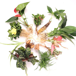 水培绿植办公室内盆栽水养绿萝花卉铜钱草红白掌富贵竹发财树植物