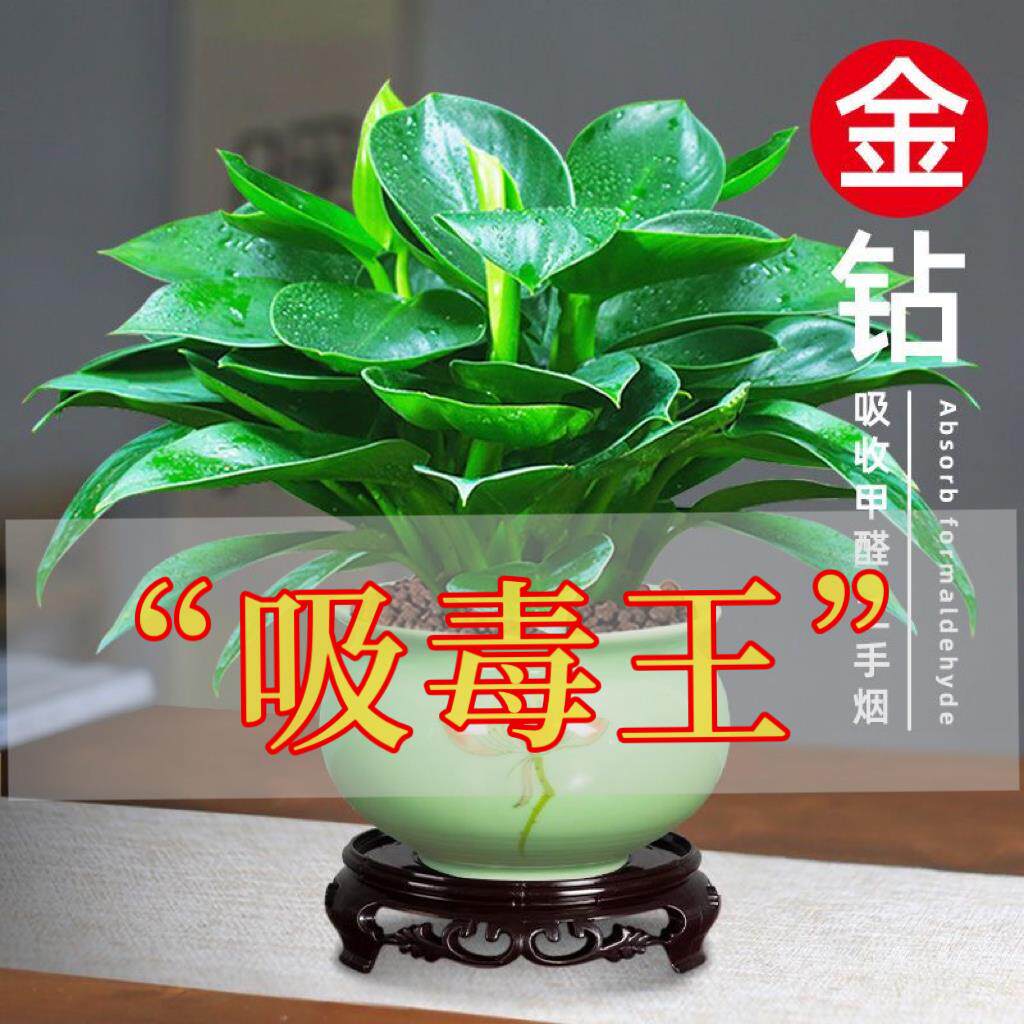 金钻盆栽植物铂金钻绿萝箩水培大叶绿植多肉办公室内懒人好养花卉