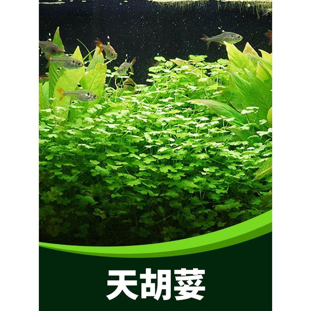 天湖葵水草活体鱼缸装饰淡水植物天胡荽种子水族箱懒人布前景水草