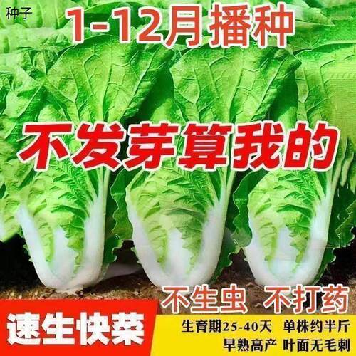 四季奶油快菜种子水白菜