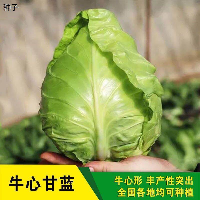 牛心甘蓝种子~春丰特大包