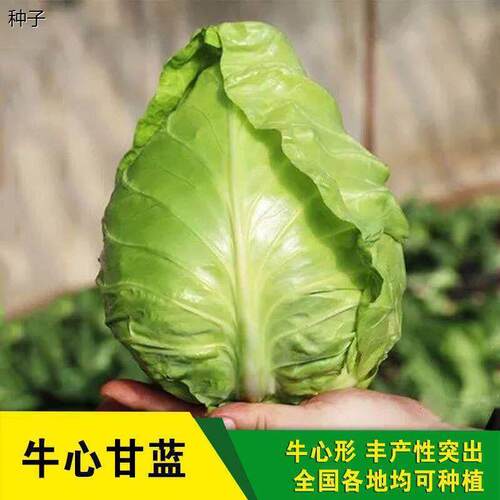 牛心甘蓝种子~春丰特大包