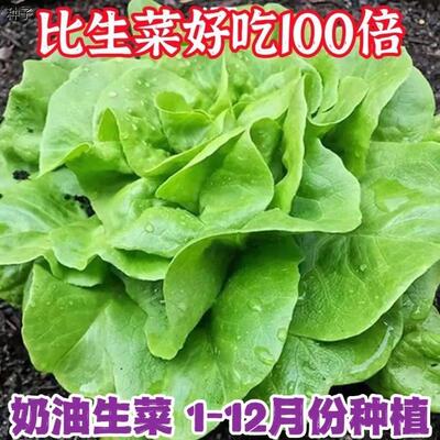 奶油生菜新鲜蔬菜叶菜类