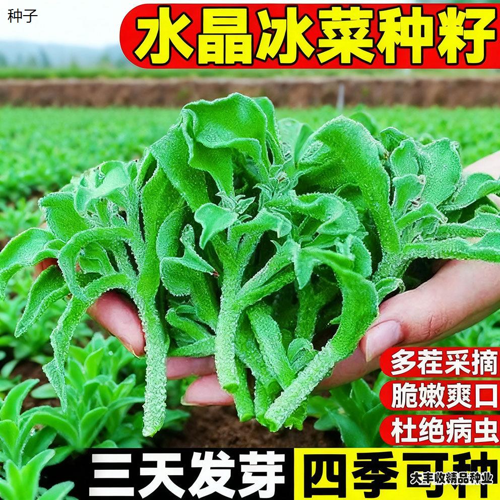非洲冰草水晶冰菜种子种