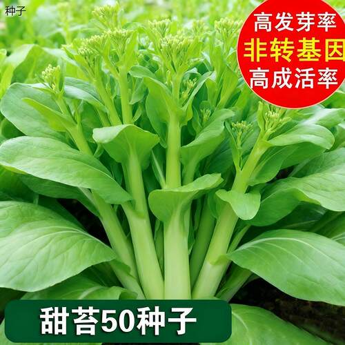 甜苔50菜苔种子白芯种籽