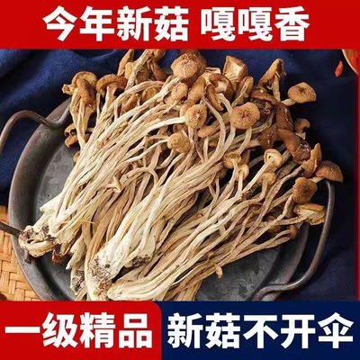 净重25年特产茶树菇干货农家无硫新鲜不开伞干茶树菌散装商用批发