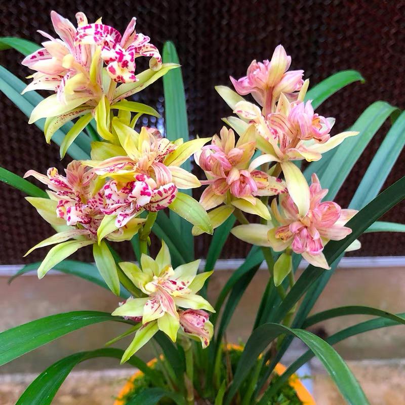 富山奇蝶 三大奇花之首 浓香建兰好养品种7-12月花期室内绿植花卉