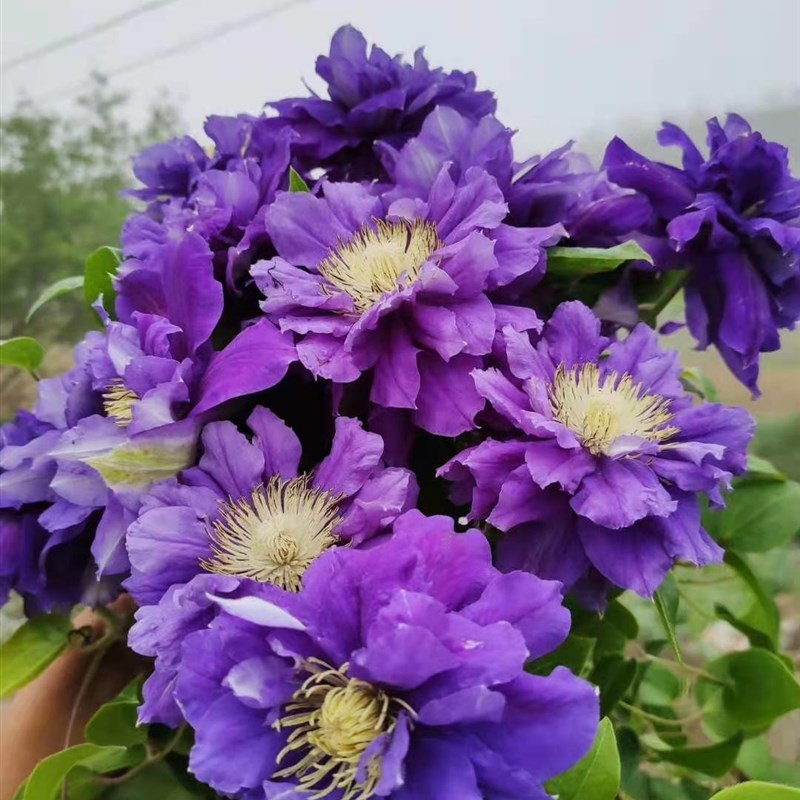 买三送光买五任意送 铁线莲卡纳瓦一加仑耐热重瓣爬藤本绿植物