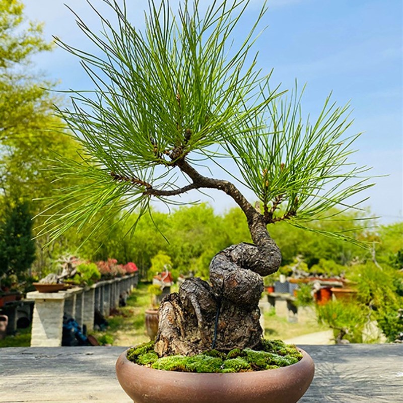 云栖园黄山松盆景矮霸老桩迎客松小微型盆栽小型假山桌面装饰摆件