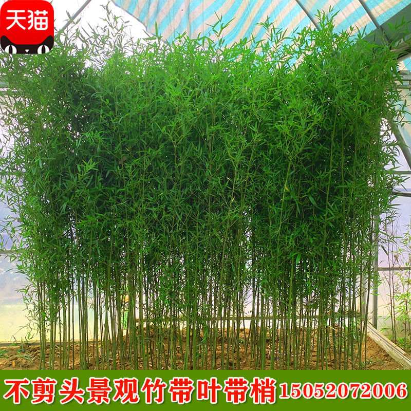 全冠不剪头景观竹四季竹子苗金竹绿竹紫竹苗罗汉竹子盆栽庭院耐寒