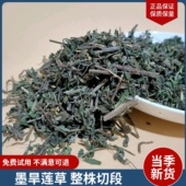 旱莲草 旱连草乌发可搭配女贞子 野生墨旱莲