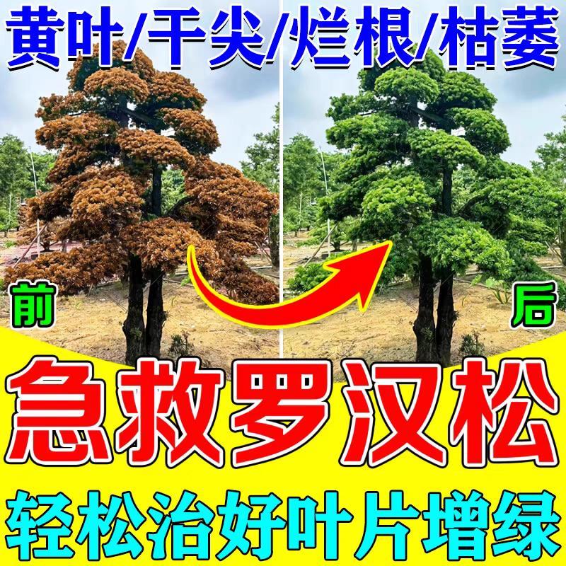 罗汉松专用营养液复合肥叶枯病黄叶烂根白粉专用药大型黑松树复活