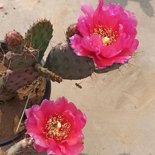 红花仙人掌 小丽塔 耐旱盆栽多肉植物 opuntia 北方露天仙人掌