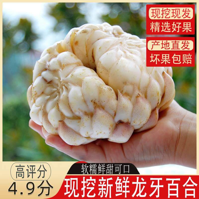 万载龙牙百合新鲜食用现挖大百合甜粉糯白水江西特产非兰州龙山