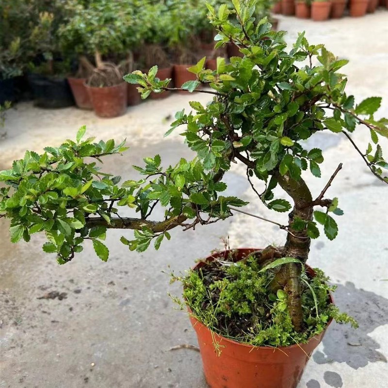 小叶榆树造型老h桩盆景矮霸榔榆植物室内客厅办公室绿植阳台庭院图片