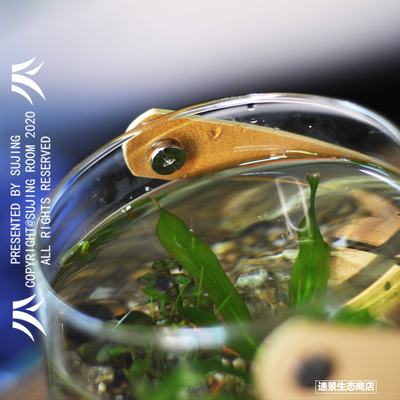 手提水草生态瓶微景观鱼造景斗鱼玻璃水族桌面客厅创意观赏免换水