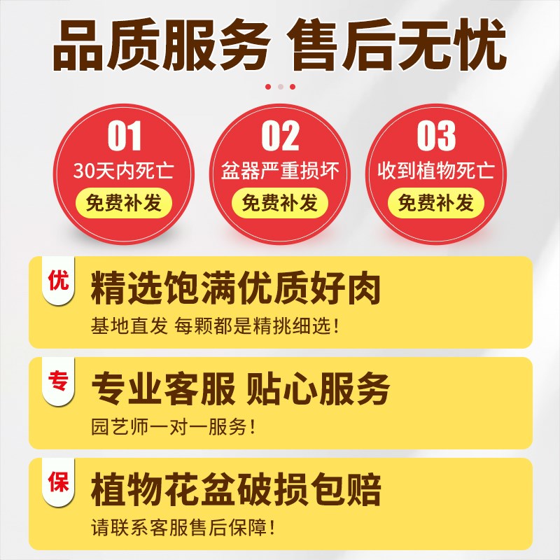 桃蛋多肉植物高端小盆栽带陶瓷花盆稀有精品办公室内客厅桌面摆件