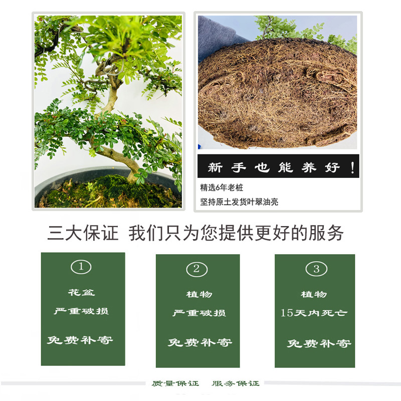 驱蚊植物清香盆栽胡椒木室内盆景清香木四季常青绿植好养木本花卉