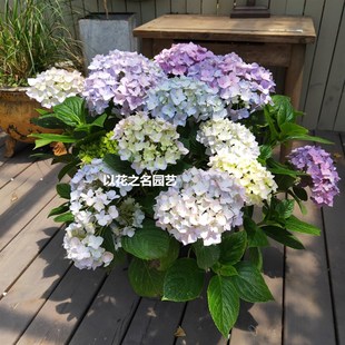 无尽夏绣球五加仑大苗易种花卉绿植物八仙绣球花苗盆栽阳台庭院