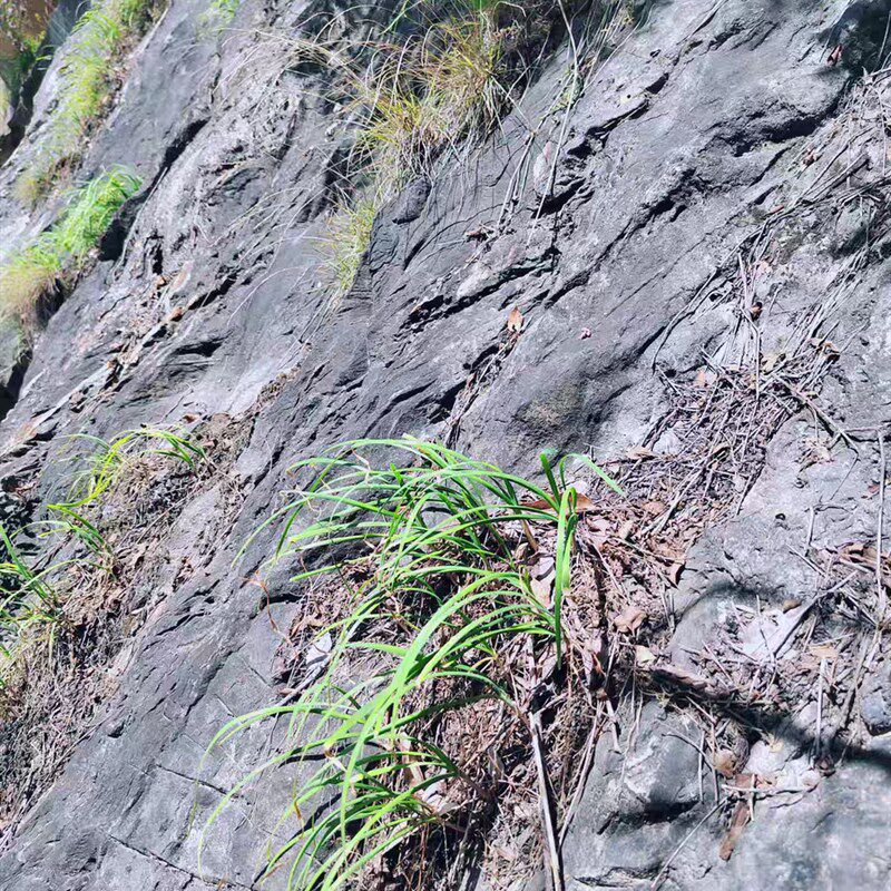 野生韭菜伏牛山野生山韭菜高海拔紫红根农家香味浓韭菜根