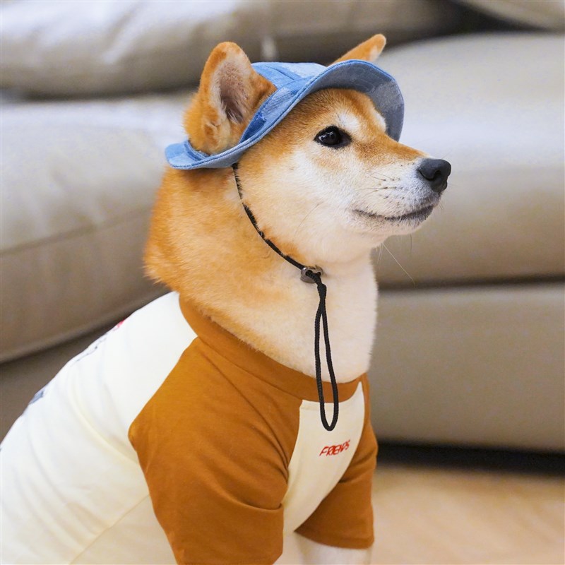 狗狗防晒帽子宠物小狗遮阳帽夏季牛仔太阳帽泰迪比熊幼犬猫咪