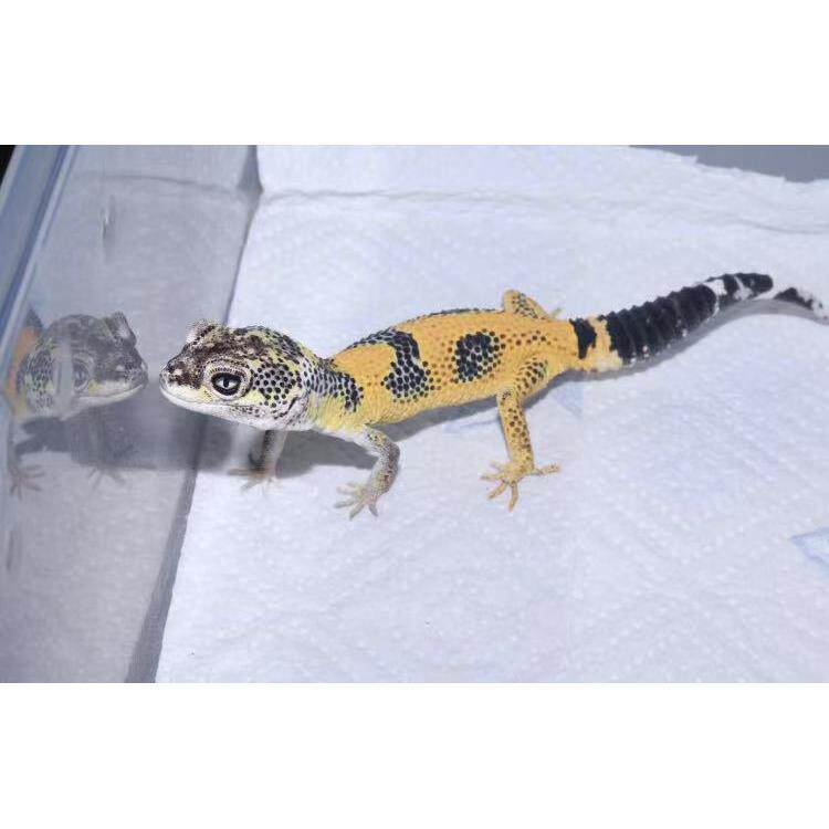 蜥蜴活物豹纹守宫新手入门懒人宠物爬虫易养异宠小型另类可爱温顺