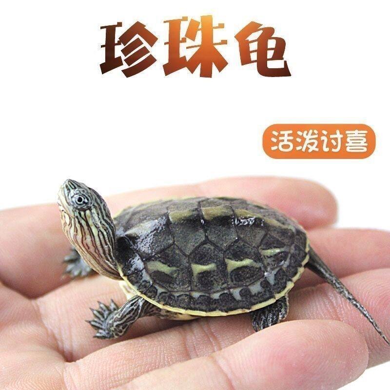 外塘珍珠龟活体宠物花龟苗子中华花龟草龟宠物观赏龟水龟深水乌龟