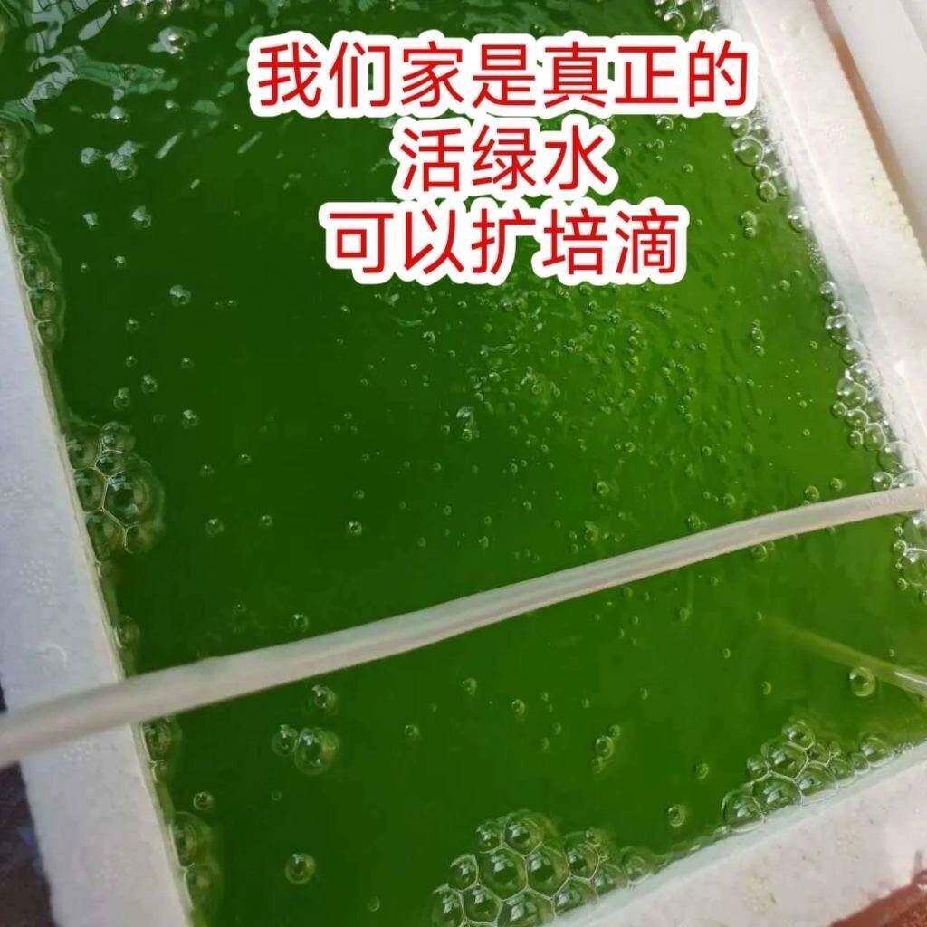 小球藻藻种水产养殖鱼虾蟹浓缩藻种复合低温卵囊藻肥水膏培藻增氧