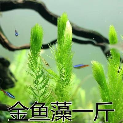 金鱼藻水草绿植净化水质植物造景水培真草懒人鱼缸增氧蜈蚣草定植