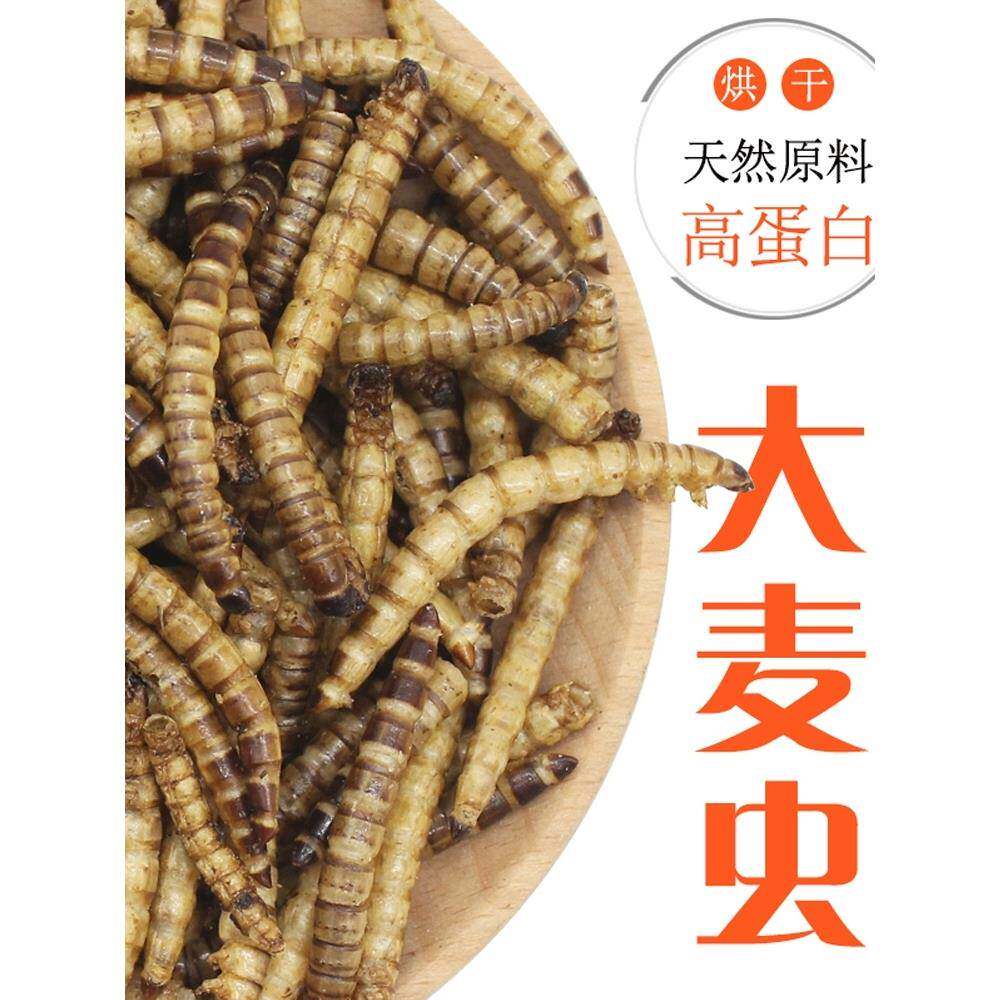面包虫干黄粉虫干大麦虫干仓鼠粮食龟粮鱼食八哥鸟食饲料宠物零食