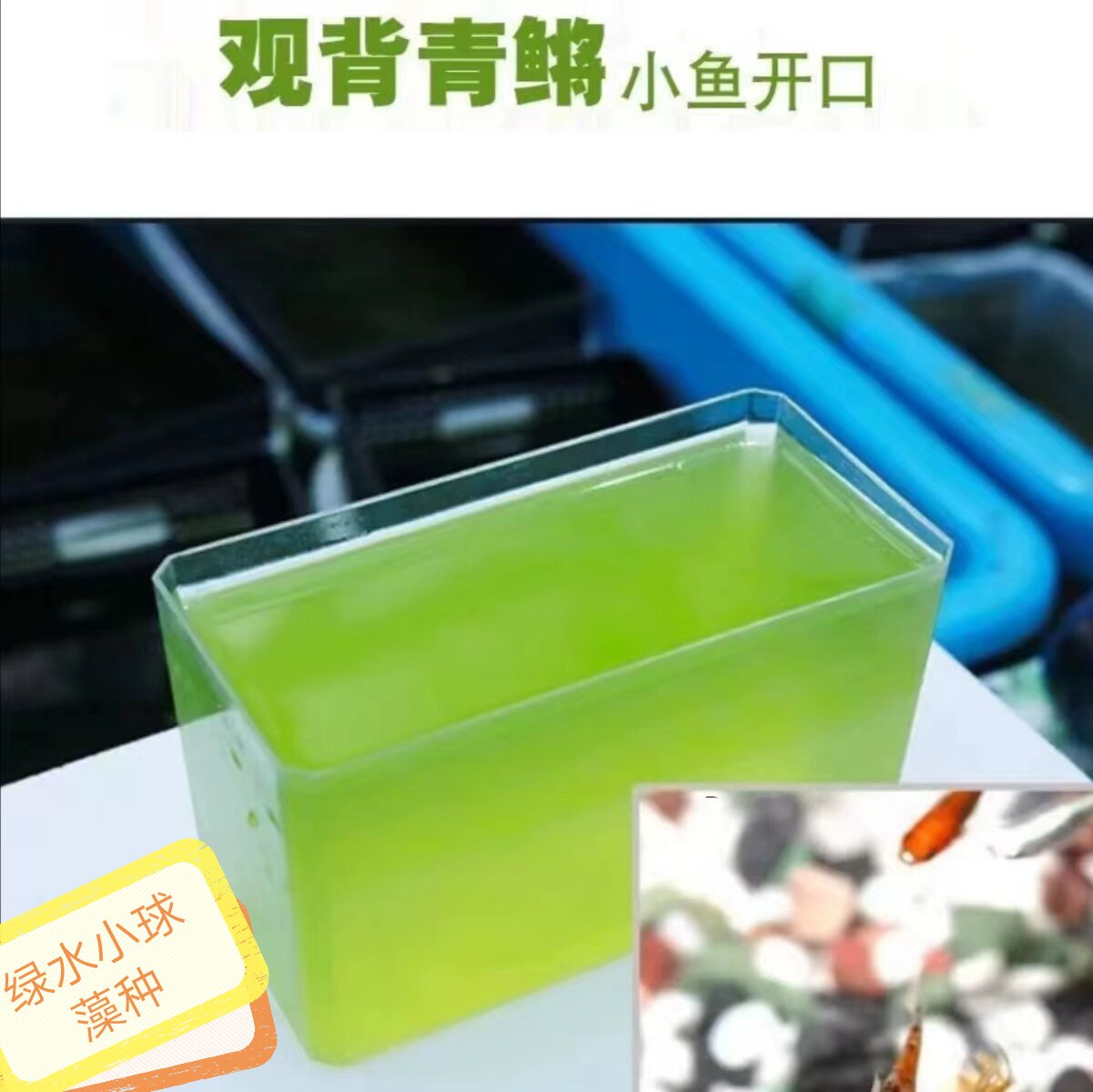 小球藻藻种水产养殖肥水培藻绿藻绿水藻种净水培养基海水淡水藻
