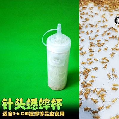 蟋蟀螳螂果蝇活虫杯幼虫活无翅小果残翅大果树蛙蜘蛛跳蛛樱桃红