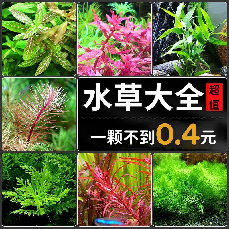 水草植物真草鱼缸造景水培淡水活体套餐绿菊懒人前中后景阴性水草