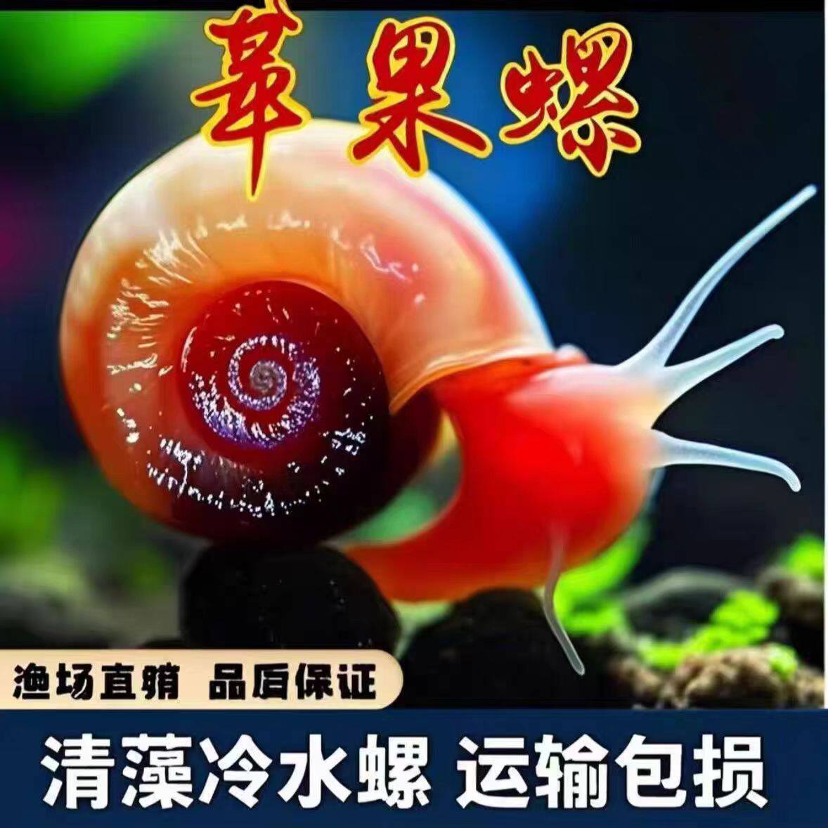 苹果螺除藻螺宠物螺除藻螺工具螺清缸螺黑色豹纹V螺活体天然饲料