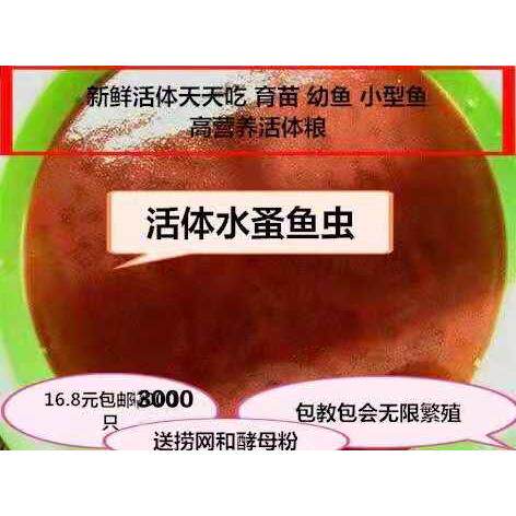 水蚤活体 蹦蹦虫淡水活鱼虫可繁殖 鱼苗幼鱼开口营养料包邮 教养