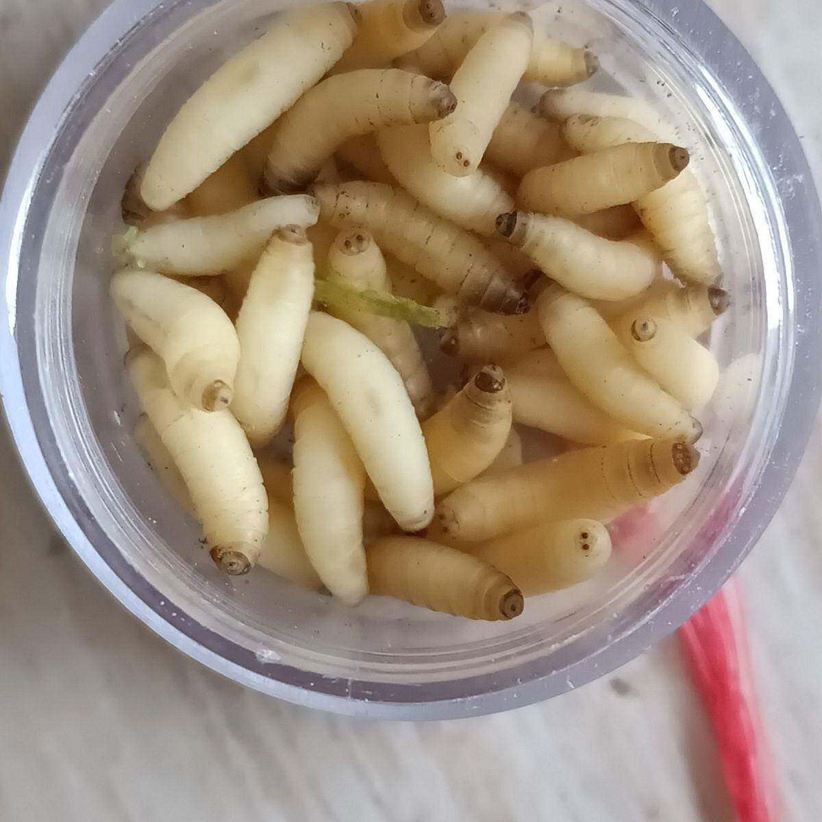 苇子虫自然生高蛋白小虫红子鸟虫子补膘不上火麦子虫玉米虫麻根虫