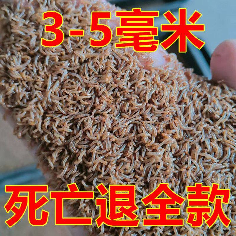 开口虫小面包虫0.3至1.5厘米小虫子小黄粉虫活体蜘蛛守宫石蛙蝎子