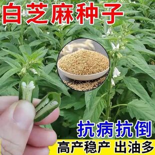 白芝麻种子高产抗病抗倒出油多芝麻种籽蔬菜种子夏季早熟庭院