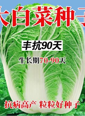 大白菜种子包心大白菜种籽