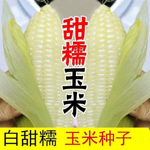 白甜糯玉米种子非转基因高产早熟