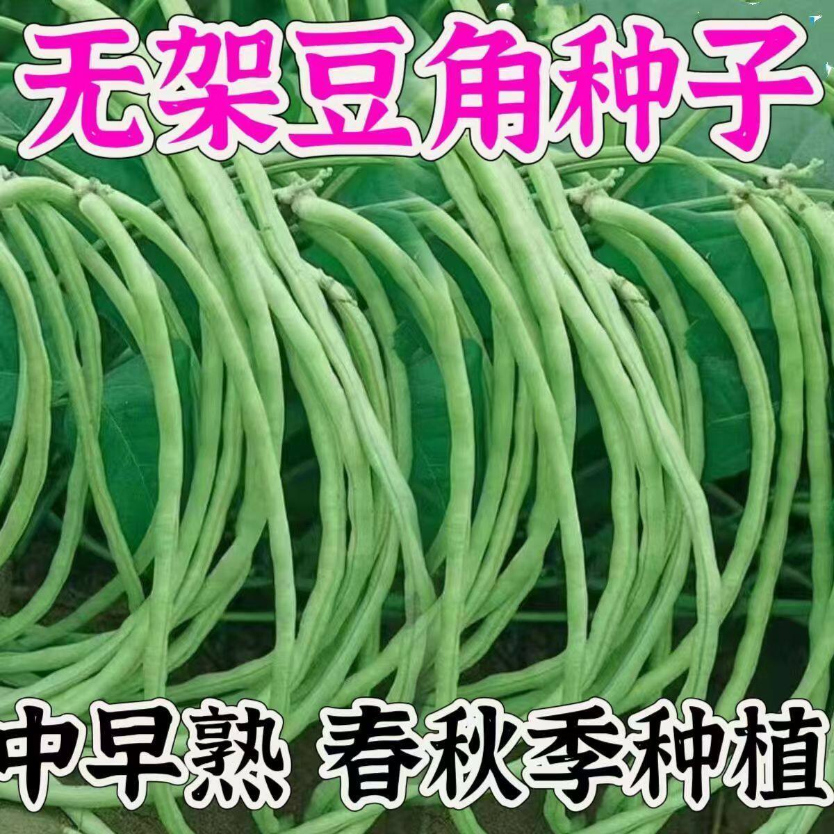 【新种上市】无架长豆角种子不搭架懒人豆角种籽高产农家蔬菜种子