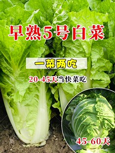 早熟5号白菜种子五号耐热菜种子耐高温60天白菜包心蔬菜种子大全