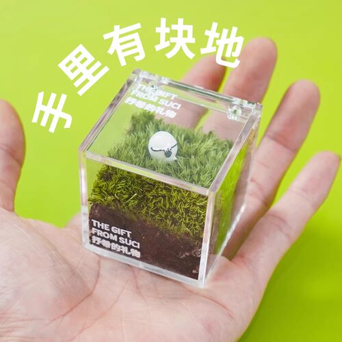 一片草坪苔藓微景观桌面绿植