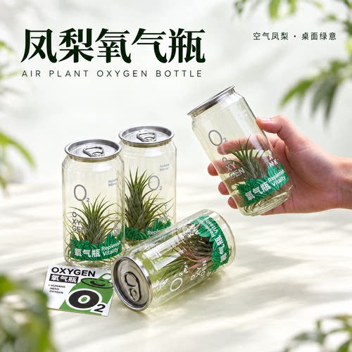 空气凤梨无土栽培桌面绿植礼物
