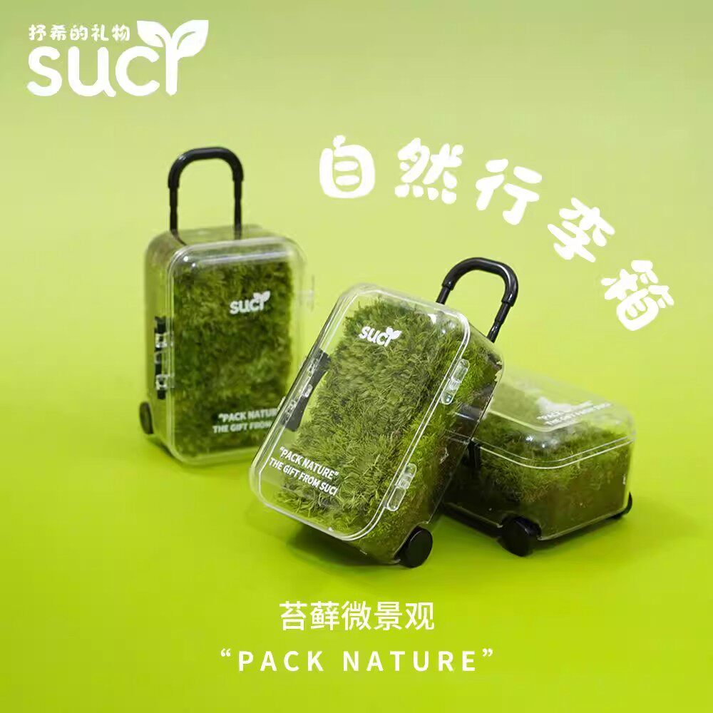 抒希的礼物苔藓微景观盆栽绿植