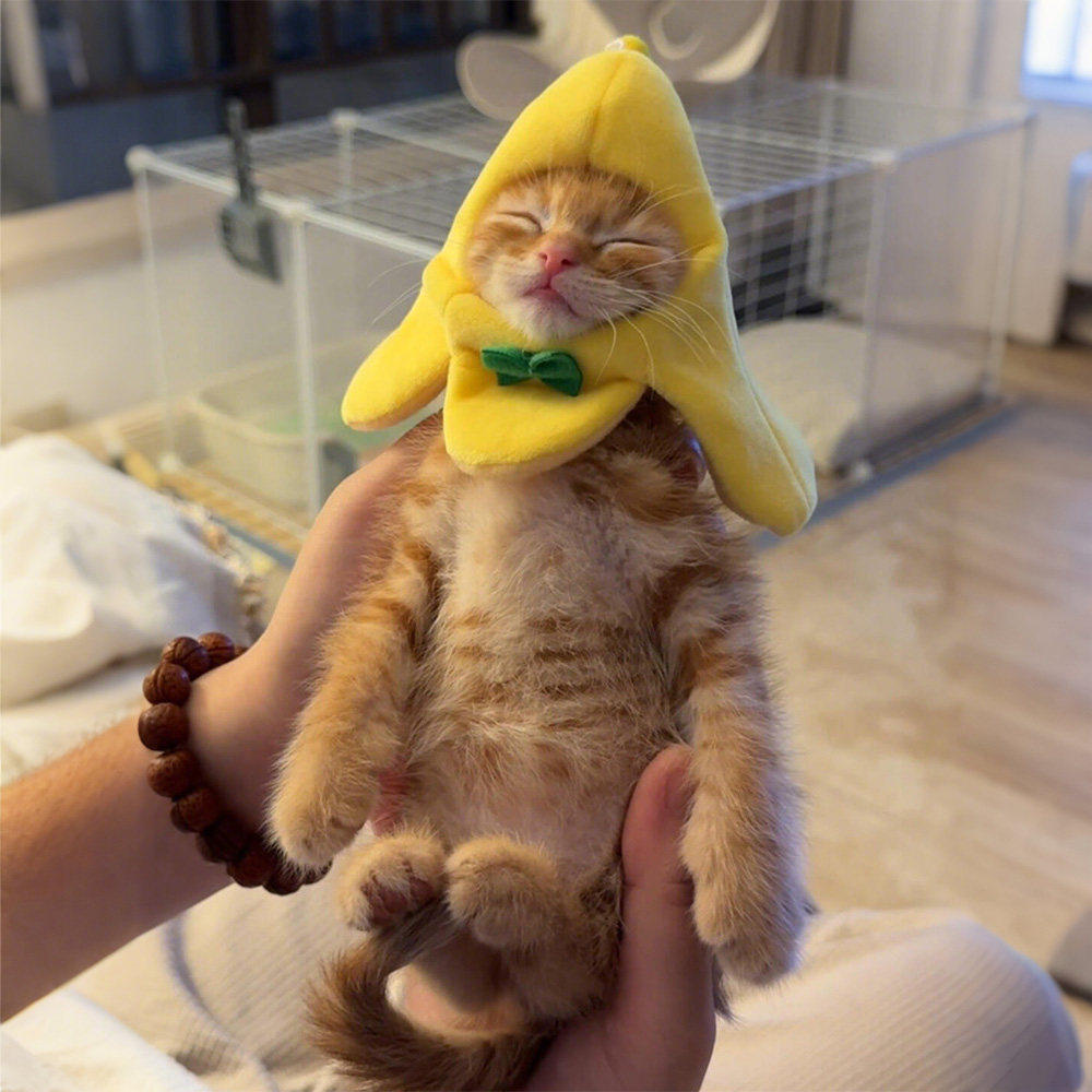香蕉宠物头套搞怪猫咪帽子头饰拍照神器小型犬可爱服饰奶猫专用
