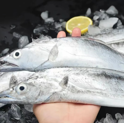 福建东山岛整条带鱼急速锁鲜油脂肥厚鲜美,水产肉类/新鲜蔬果/熟食,鱼干,淘宝优惠券,粉丝福利购,淘宝优惠卷