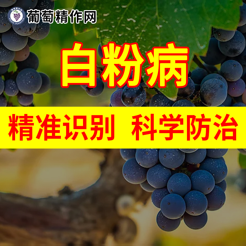 葡萄白粉病全国农业技术咨询服务