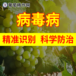 葡萄病毒病精准识别与科学防治极变氨基寡糖素香菇多糖宁南毒素