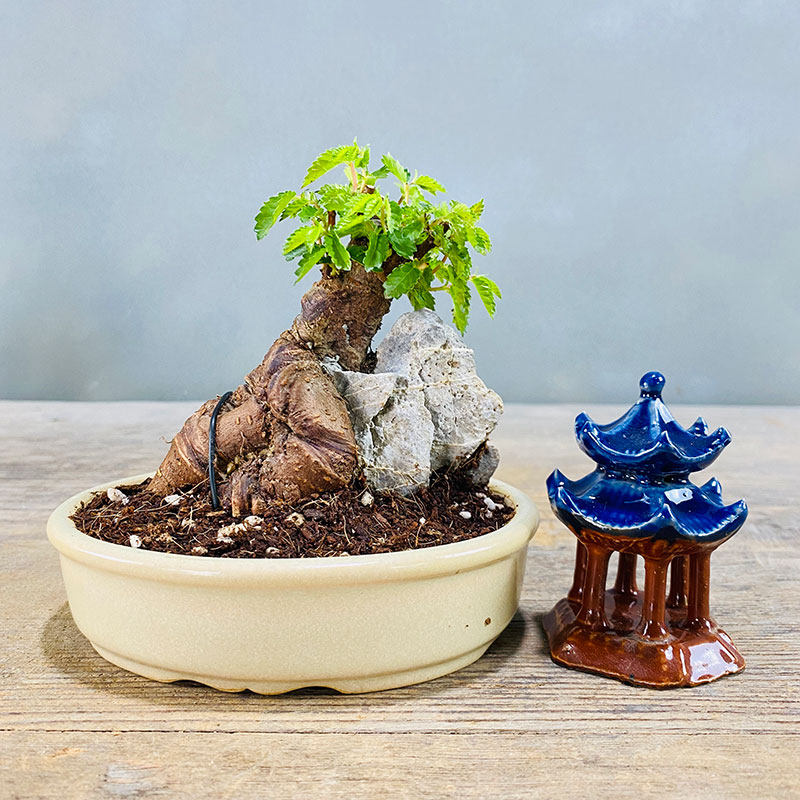 小叶榆树抱石微型盆景 榔榆老桩 室内客厅办公室阳V台绿植花卉盆